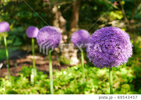 たくさんのブルーレースフラワーの写真素材