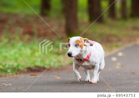 Jack Russell Terrier dog is walking in the park Jack Russell Terrier dog is walking in the park 69543753