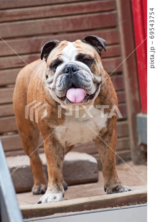 English Bulldog or British Bulldog dog with tiger coat English Bulldog or British Bulldog dog with tiger coat 69543754