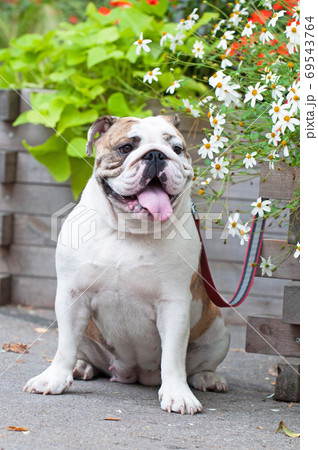 English Bulldog or British Bulldog dog in the park 69543764