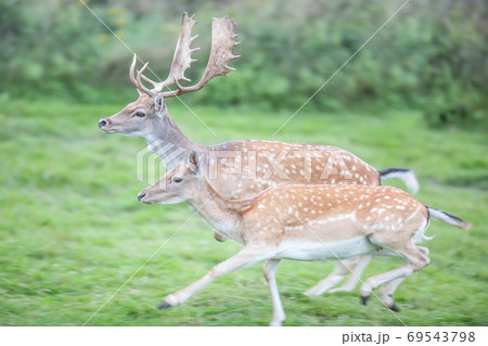 Running male and female fallow deer in the wild 69543798