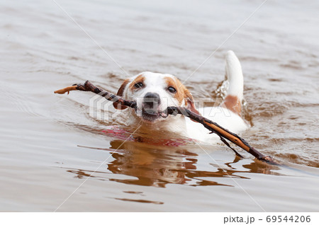 Jack Russell Terrier dog is swimming with a big stick Jack Russell Terrier dog is swimming with a big stick 69544206