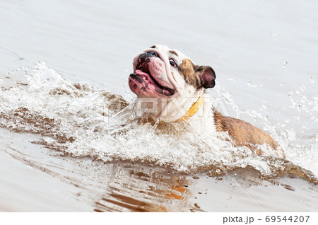 English Bulldog or British Bulldog dog is swimming English Bulldog or British Bulldog dog is swimming 69544207