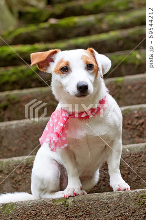 Jack Russell Terrier dog with pink scarf on stairs Jack Russell Terrier dog with pink scarf on stairs 69544212