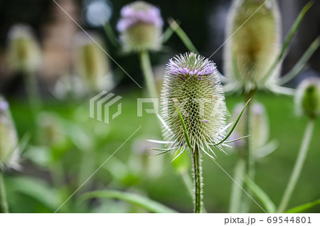 Floral background. Wilde karde, dipsacus fullonum, in bloom. pur Floral background. Wilde karde, dipsacus fullonum, in bloom. pur 69544801