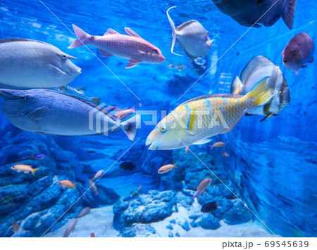 ヒブダイ ヒブダイ 69545639