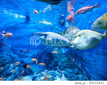 海底の魚 海底の魚 69545641