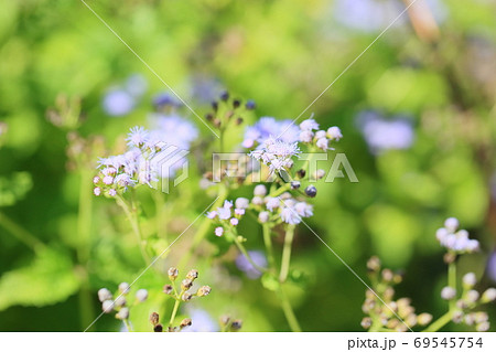 ユーパトリウムコエレスティナムの花 ユーパトリウムコエレスティナムの花 69545754