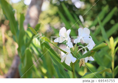 ヘディキウムの花 ヘディキウムの花 69545755