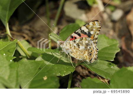 ヒメアカタテハ 69545890