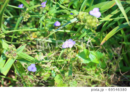 ムラサキツユクサの花 69546380