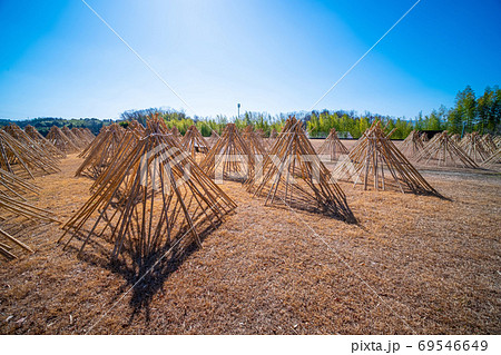 竹の寒干し 69546649