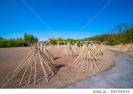 竹の寒干し 69546650