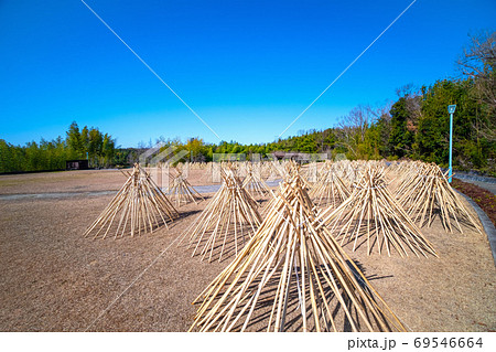 竹の寒干し 69546664