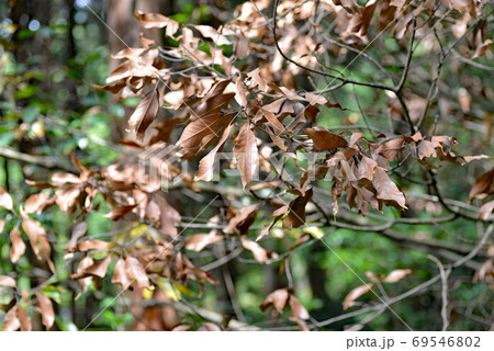 異常気象による枯れた葉っぱ 異常気象による枯れた葉っぱ 69546802