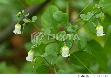 自然　植物　ハコベホオズキ、南米原産の帰化植物。小石川植物園から逸出して広がったそうです 69546848