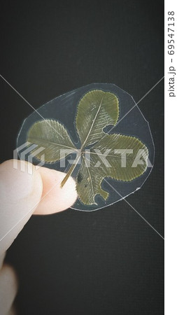 四葉4つラミネート