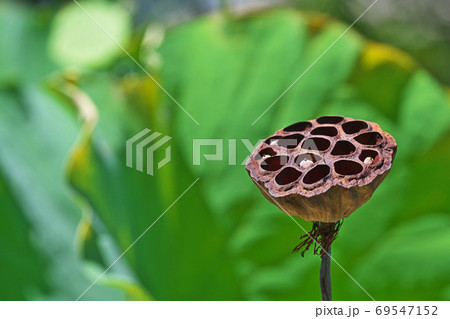 黒くなったハスの花托 実 の写真素材