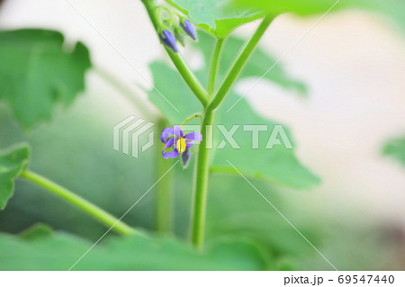 フォックスフェイスの花 69547440