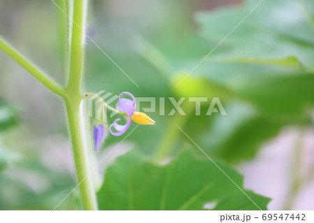 フォックスフェイスの花の写真素材