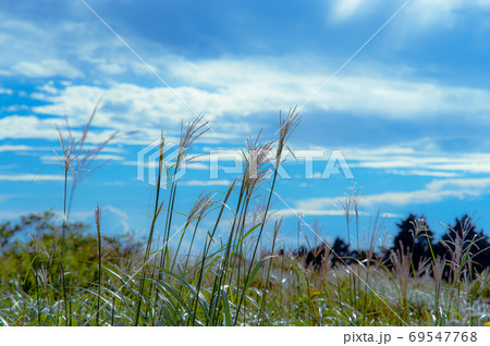 箱根の秋空にススキの穂 69547768