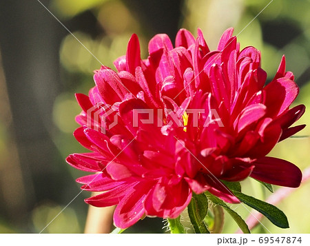 アスター(エゾギク)の花 アスター(エゾギク)の花 69547874