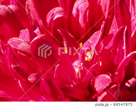 アスター(エゾギク)の花 アスター(エゾギク)の花 69547875