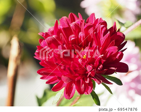 アスター(エゾギク)の花 アスター(エゾギク)の花 69547876