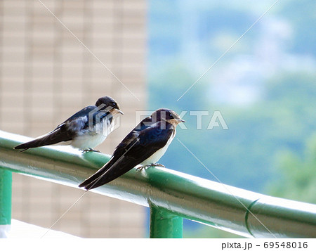 ツバメの親子、マンションに住んでいる ツバメの親子、マンションに住んでいる 69548016