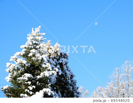 雪をかぶったモミの木、ホワイトクリスマス 雪をかぶったモミの木、ホワイトクリスマス 69548020