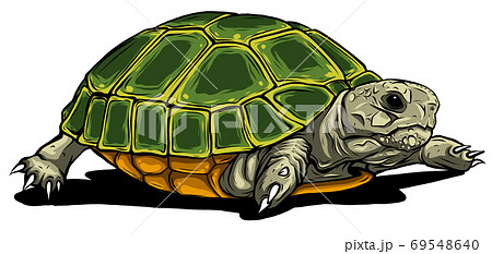 Turtle Vector Icon Cartoon Vector Icon Isolated のイラスト素材