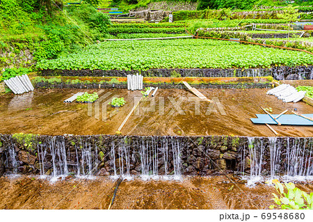 (静岡県)筏場のワサビ田 (静岡県)筏場のワサビ田 69548680