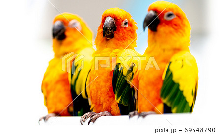 規則正しく整列しているコガネメキシコインコ 規則正しく整列しているコガネメキシコインコ 69548790