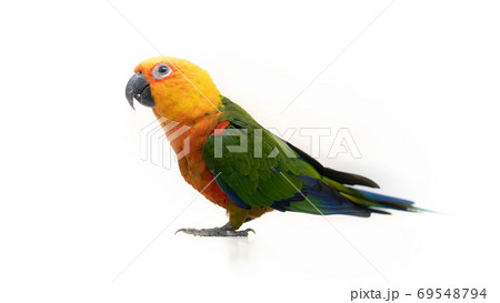 ナナイロメキシコインコ 69548794
