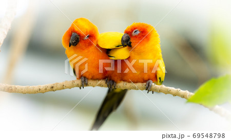 じゃれ合うコガネメキシコインコのペア じゃれ合うコガネメキシコインコのペア 69548798