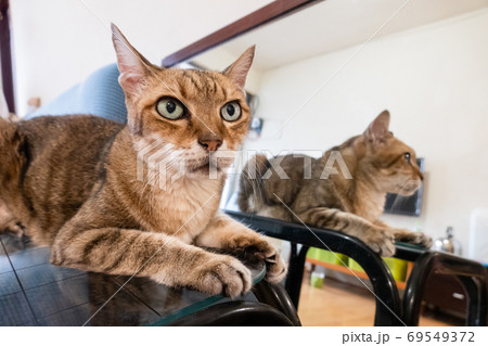 old tabby cat old tabby cat 69549372