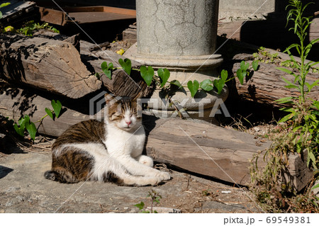 stray fat cat sleep at outside 69549381