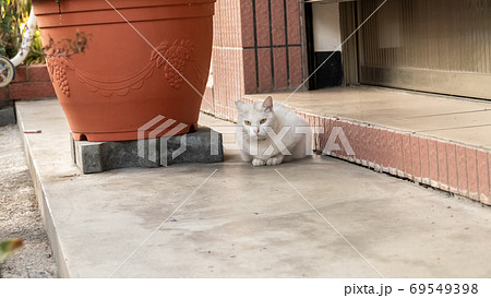cautiously stray white cat cautiously stray white cat 69549398