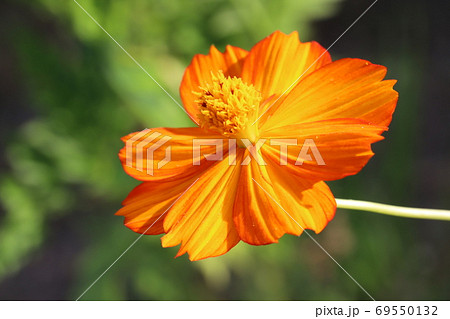 夏の野原に咲くキバナコスモスのオレンジ色の花 69550132
