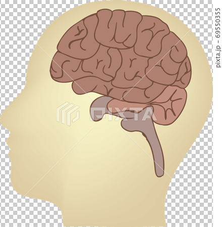シンプルな脳の人体図のイラストのイラスト素材