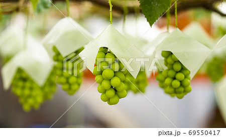 大人気シャインマスカット 69550417