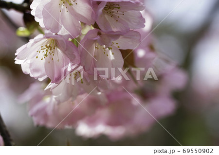桜 桜 69550902