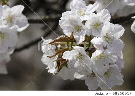 仁和寺の御室桜 69550917
