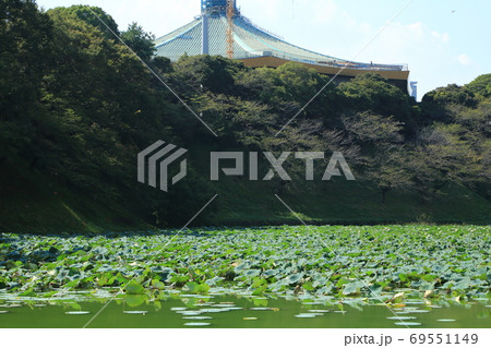 北の丸公園・牛ケ淵の蓮群生と日本武道館 69551149