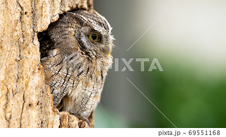 思い更けているフクロウ 思い更けているフクロウ 69551168