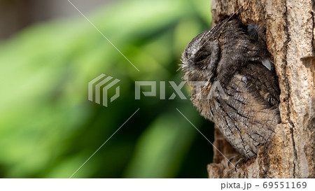 のんびりくつろいでいるフクロウ 69551169