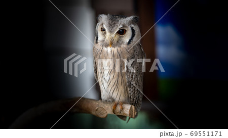 このポーズが自慢のフクロウ このポーズが自慢のフクロウ 69551171