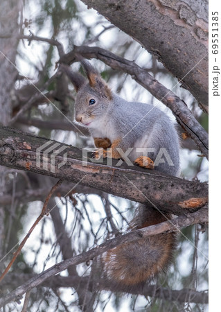 The squirrel sits on a fir branches in the winter or autumn. 69551385