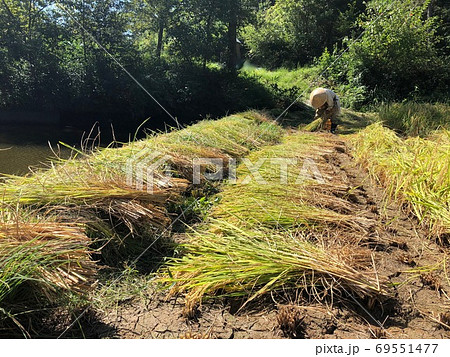 老農夫による昔ながらの鎌での稲刈り 老農夫による昔ながらの鎌での稲刈り 69551477