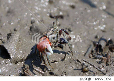 目が可愛い干潟のシオマネキ 69551478